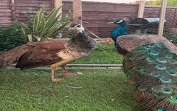 Ducks poultry for sale: Indian blue peachicks in Wigan - Image 2
