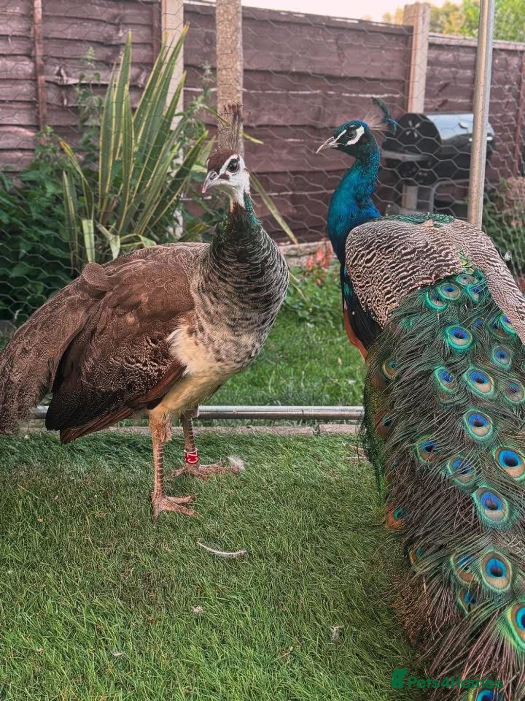Ducks poultry for sale: Indian blue peachicks in Wigan - Image 2