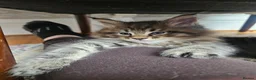 Maine Coon cats for sale: Beautiful Maine Coon Kittens - Advert 3