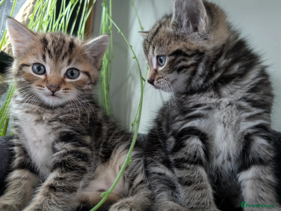 Mixed Breed cats for sale: 4 kittens (mother is a snow Bengal x Russian Blue - Advert 21