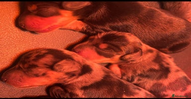 Dachshund dogs - Advert 7
