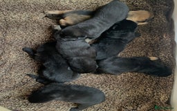Mixed Breed dogs for sale: Labrador x German Shepard puppies - Image 7