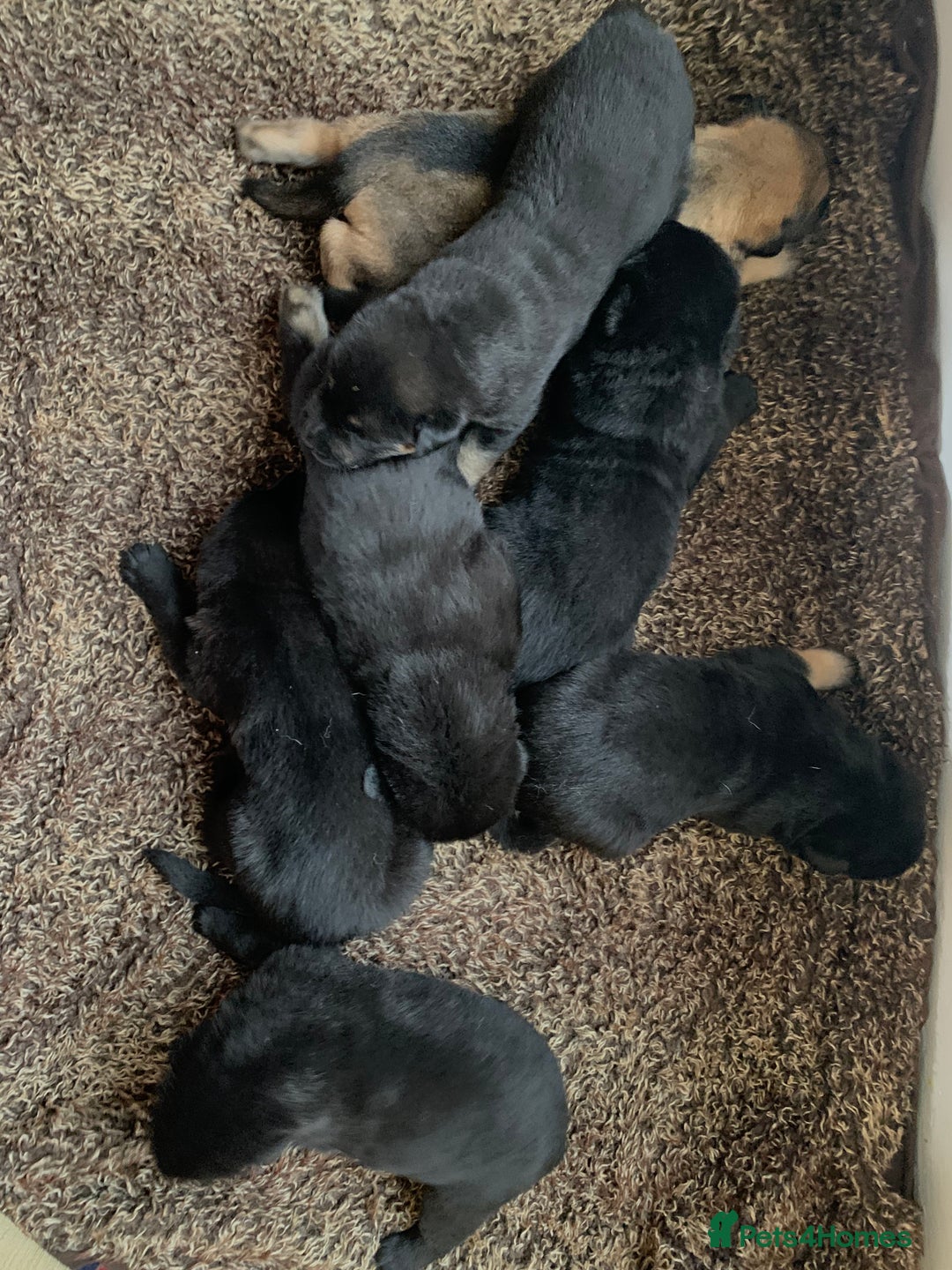 Mixed Breed dogs for sale: Labrador x German Shepard puppies - Image 7