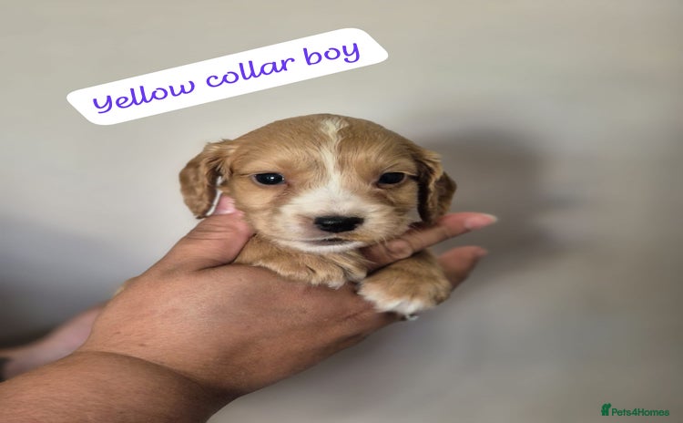 Cocker Spaniel dogs - Advert 9