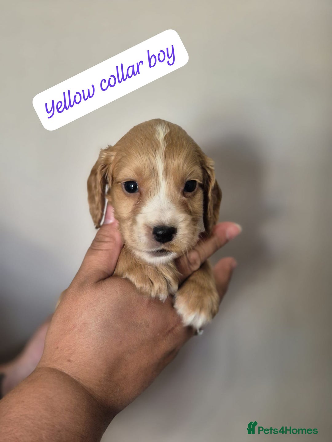 Cocker Spaniel dogs for sale: Beautiful litter of working type cocker spaniels - Image 1