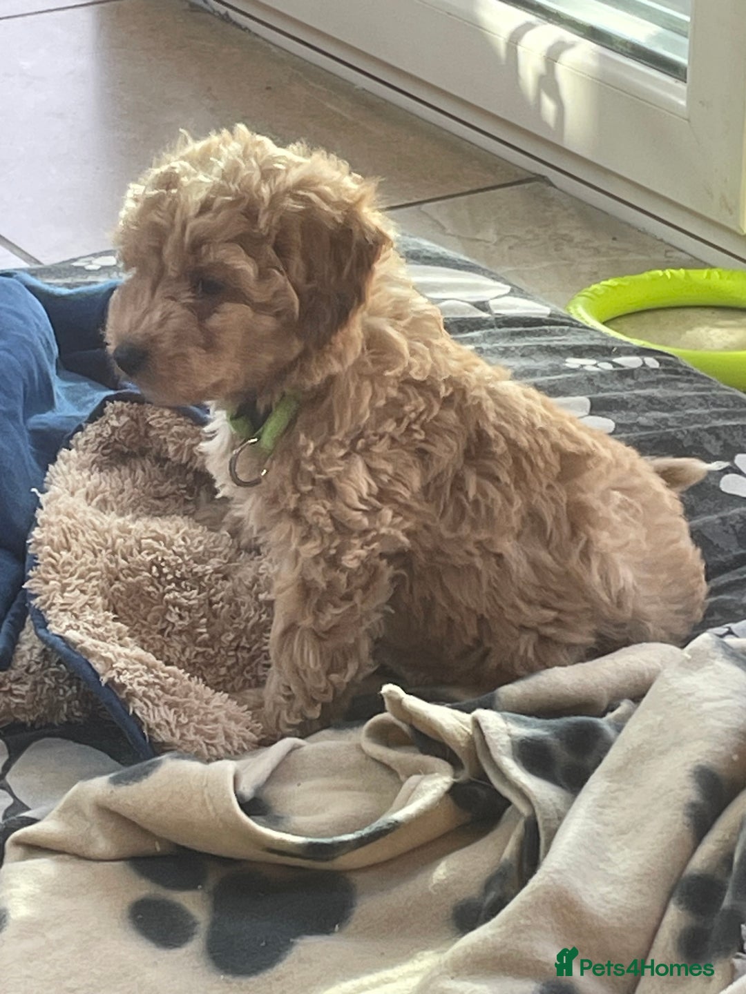 Poochon dogs for sale: Poochon girl and boys💥 - Image 7