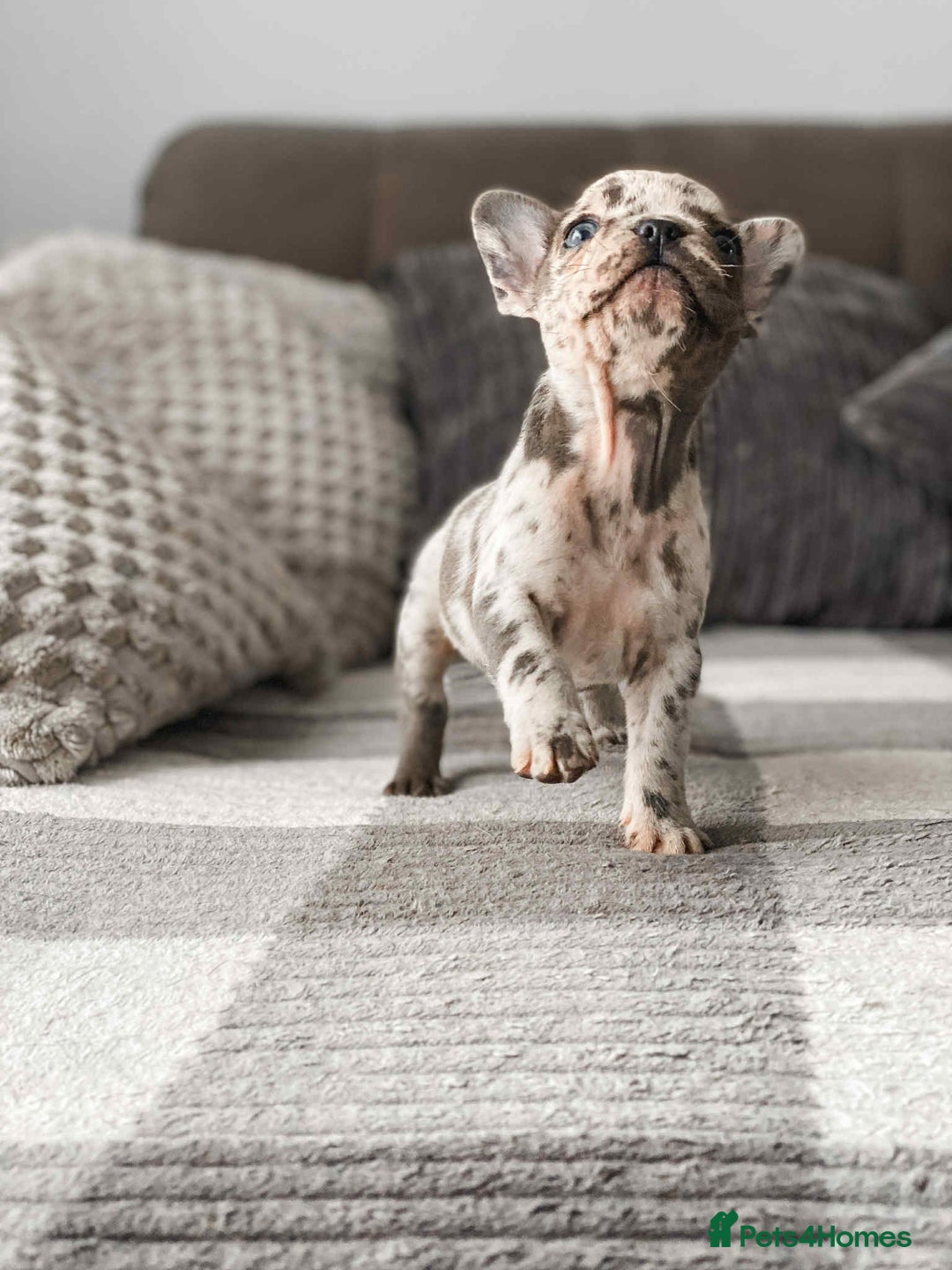 French Bulldog dogs for sale: French bulldog  - Image 5