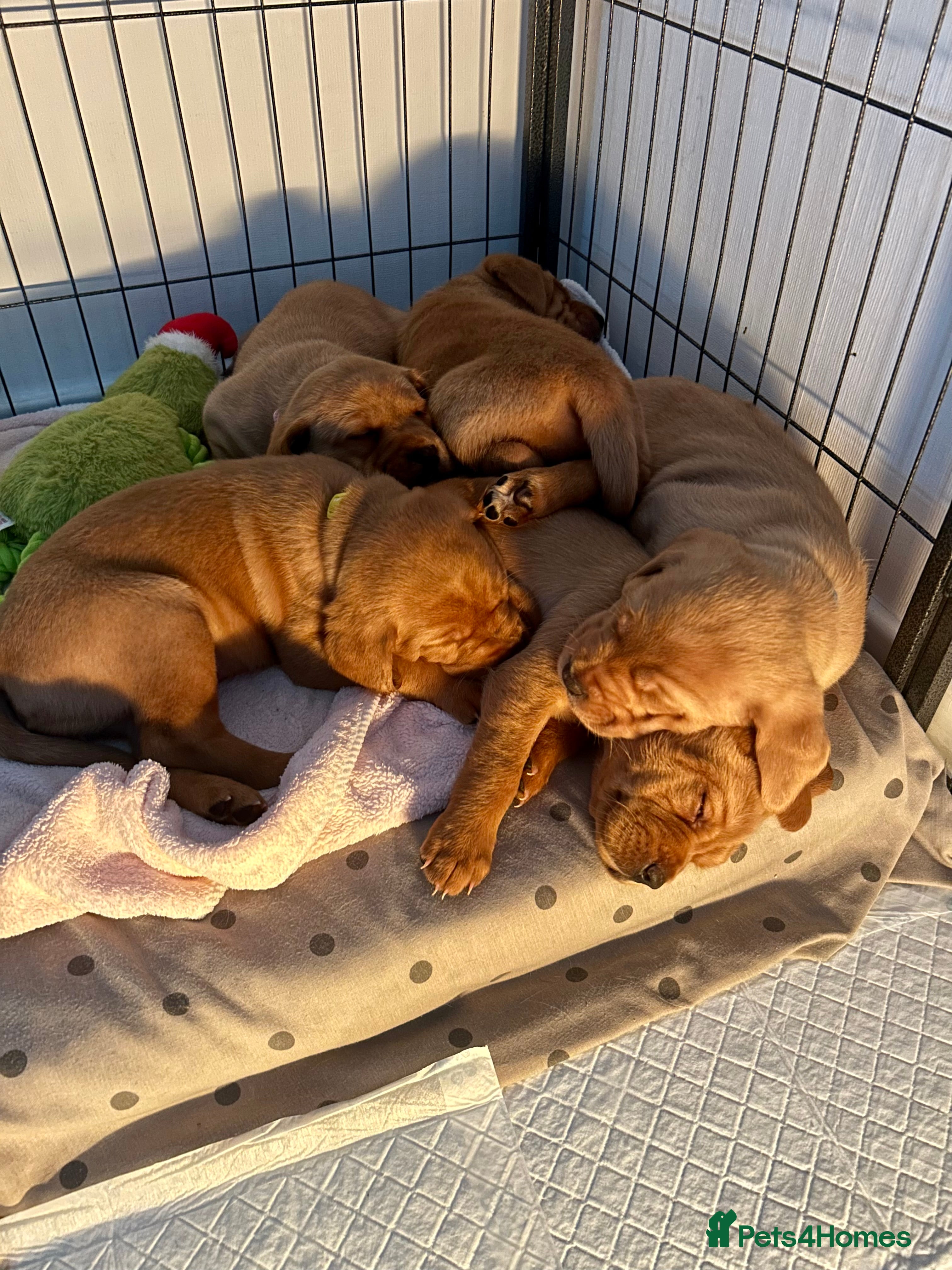 Labrador Retriever dogs 5 Pedigree KC Reg Fox Red Labs ready NYE  - Advert 15