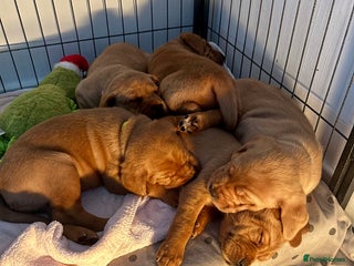 Labrador Retriever dogs 5 Pedigree KC Reg Fox Red Labs ready NYE - Advert 3