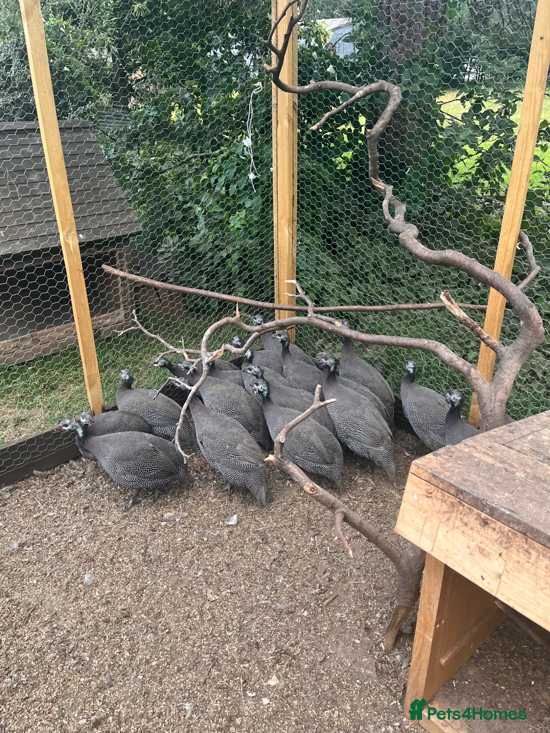 Guinea Fowl poultry for sale: Guinea foul  - Advert 4