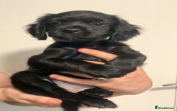 Mixed Breed dogs for sale: Beautiful litter of spaniel Cross  - Image 36