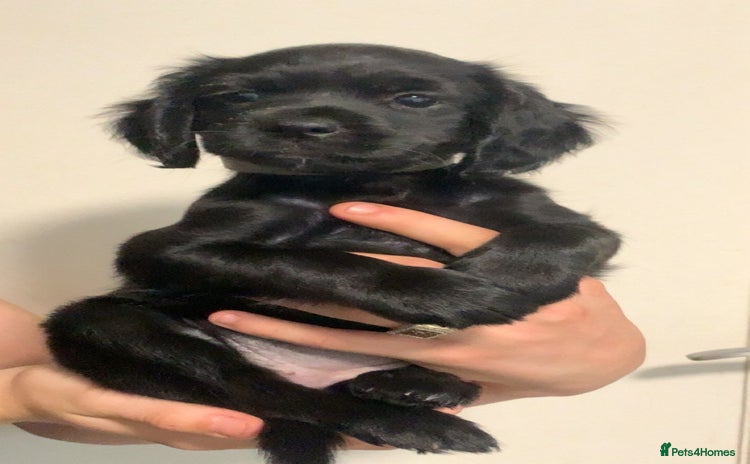 Mixed Breed dogs - Advert 2