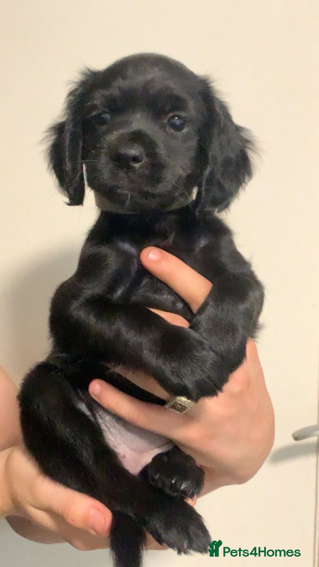 Mixed Breed dogs for sale: Beautiful litter of spaniel Cross  - Image 36