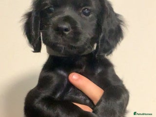 Mixed Breed dogs - Advert 3