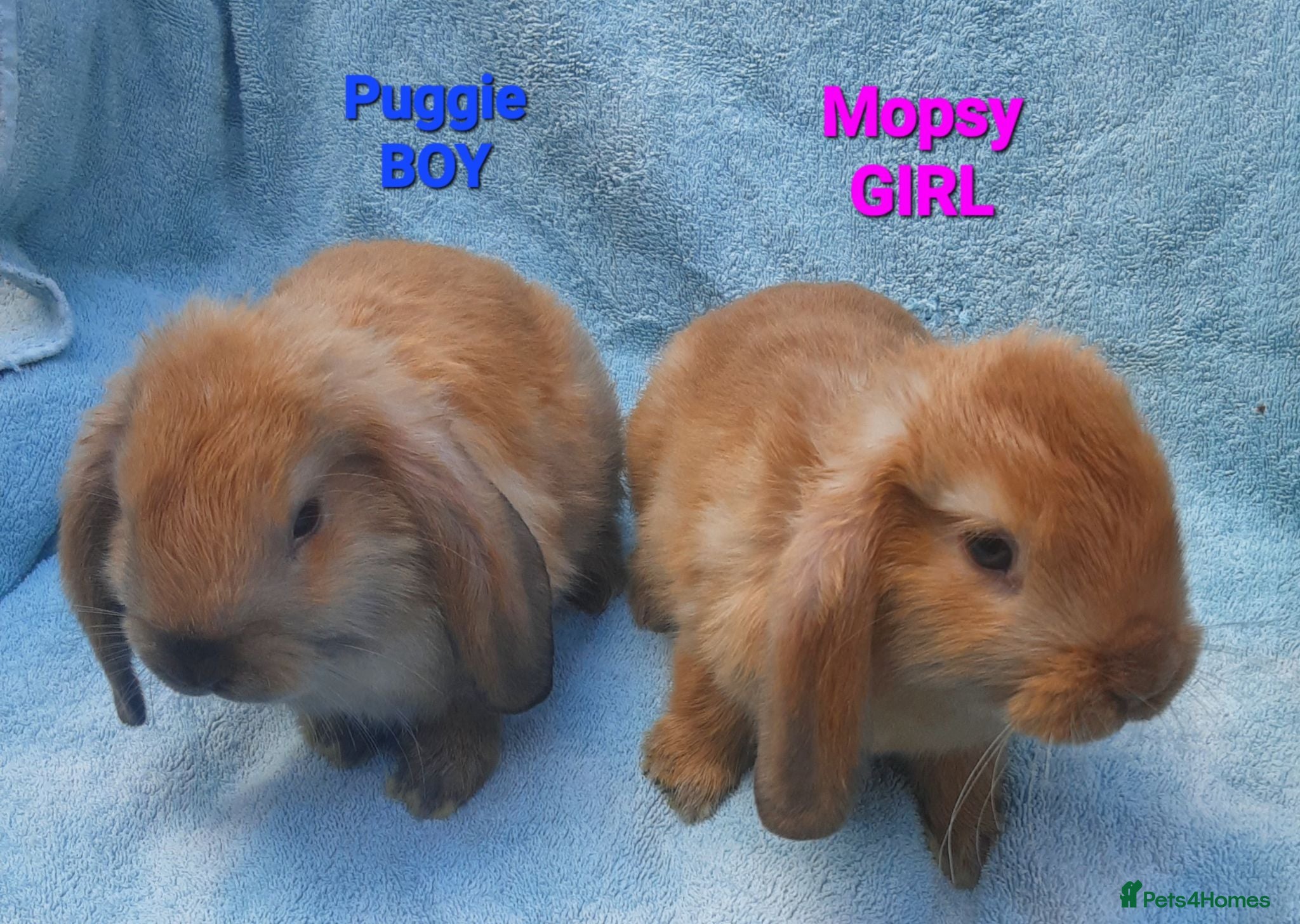 Mini Lop rabbits 2 LEFT - 5 Beautiful Baby Mini Lops - Advert 9