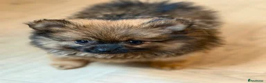 Pomeranian 1