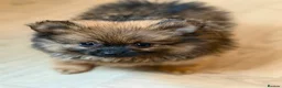 Pomeranian dogs for sale: Pomeranian puppies x 2boys  - Advert 9