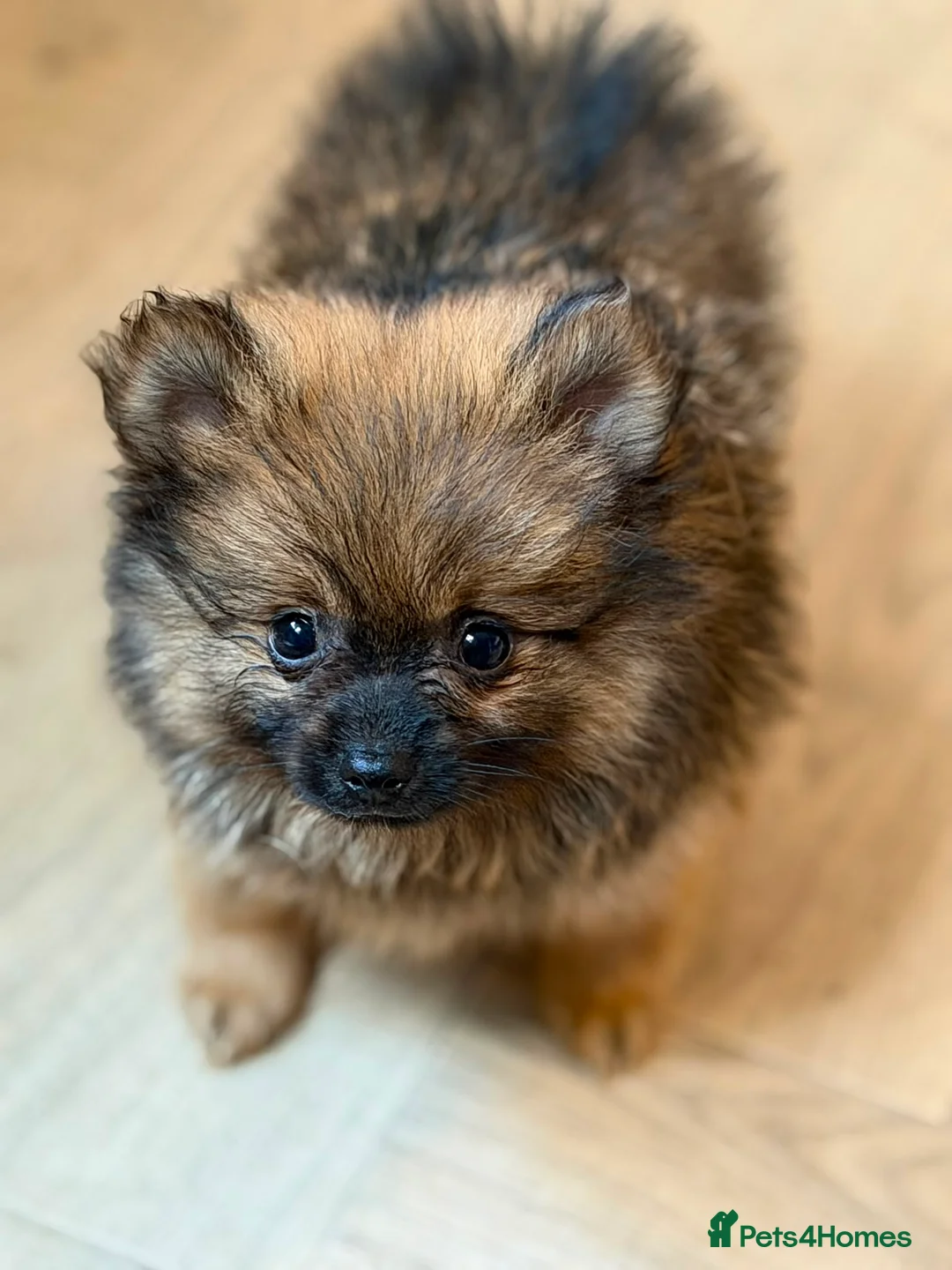 Pomeranian dogs for sale: Pomeranian puppies x 2boys  - Advert 9