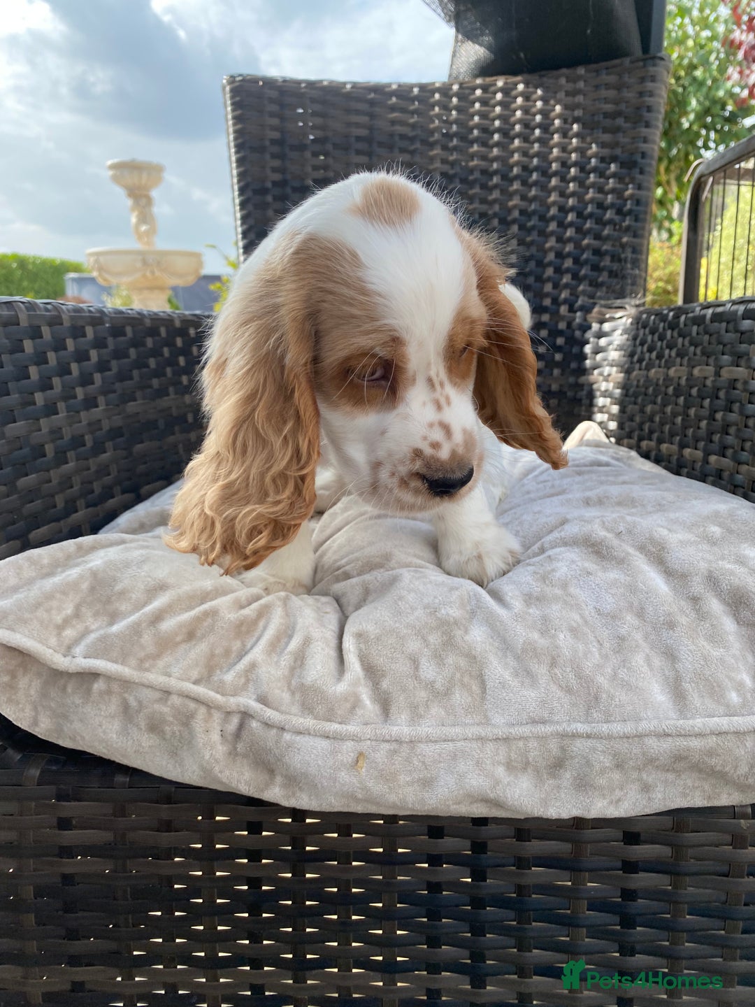 Cocker Spaniel dogs for sale: OUT STANDING  GORGEOUS SHOW TYPE COCKER SPANIEL  - Image 15
