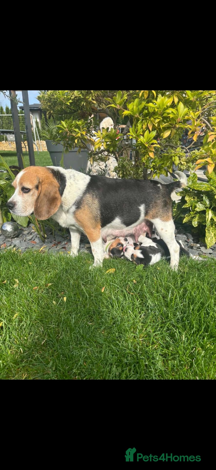 Beagle dogs Beautiful Beagle puppies  - Advert 2