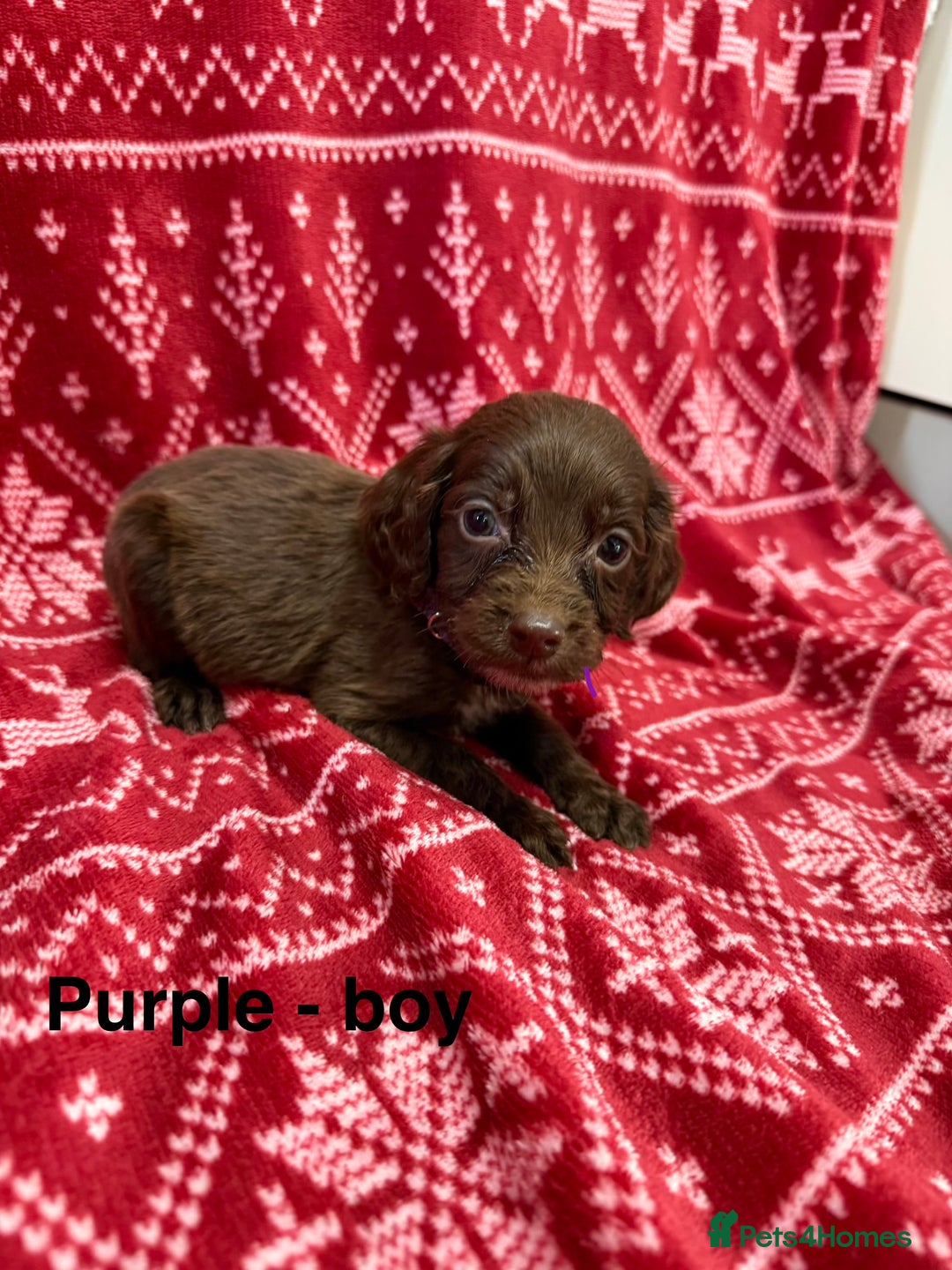 Cocker Spaniel dogs for sale: cocker spaniel puppies  - Advert 14