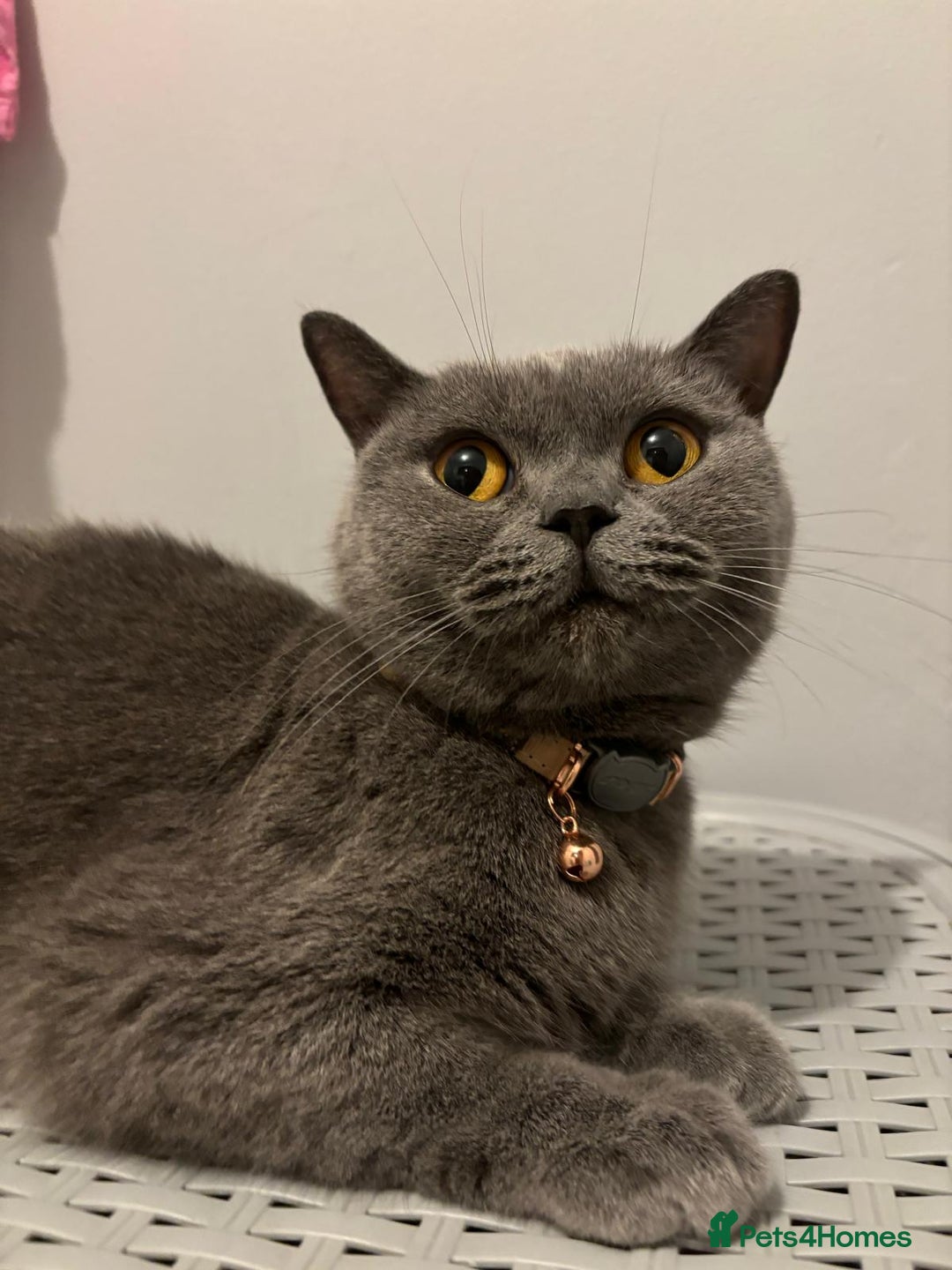 British Shorthair cats for sale: 2 GCCF female British short hair kittens  - Advert 2