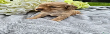 Cocker Spaniel 1
