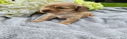 Cocker Spaniel dogs for sale: Farm raised working cocker spaniel puppies  - Advert 6