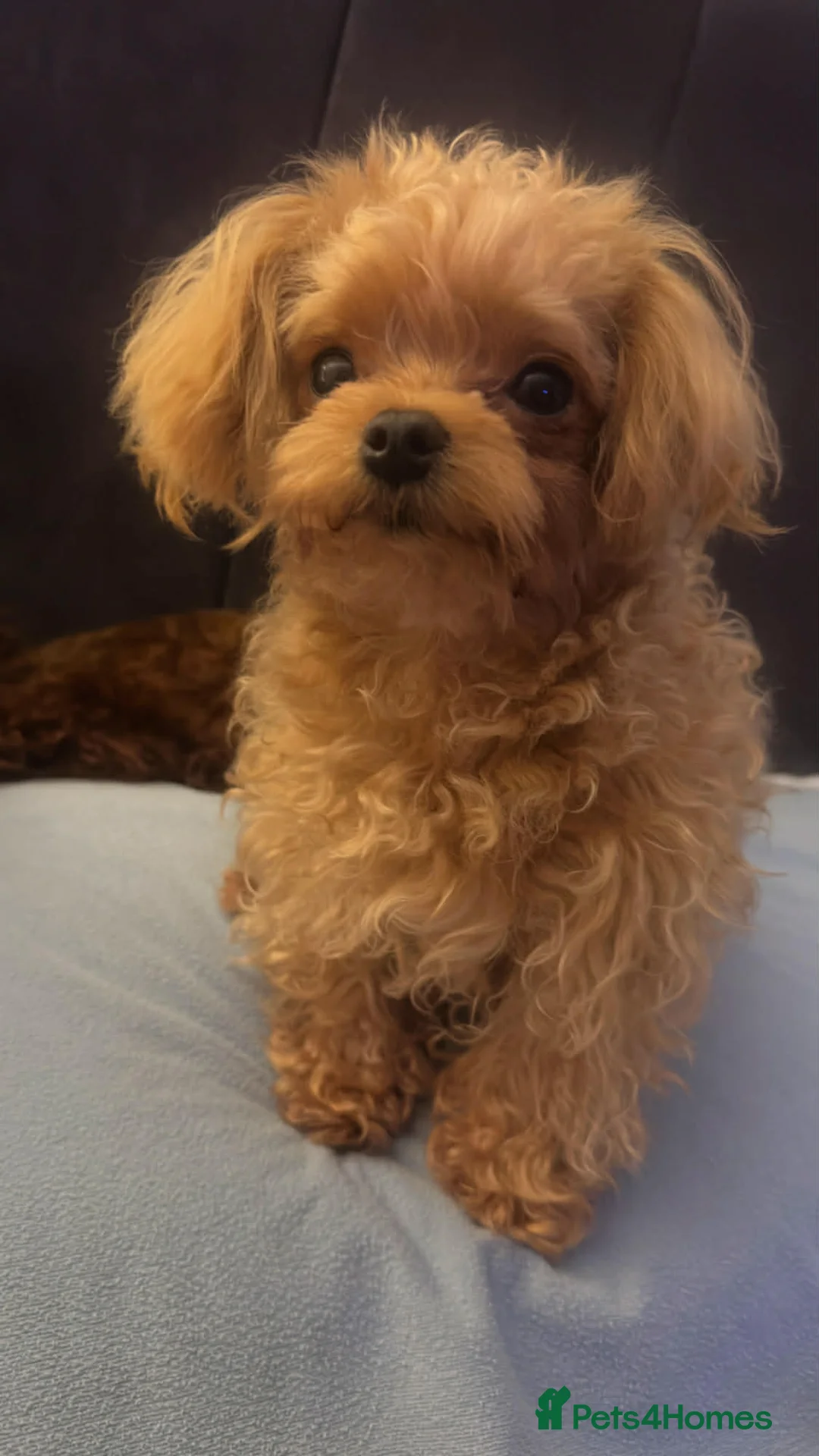 Maltipoo dogs for sale: Small F1 Asian Maltipoo female for sale - Advert 10