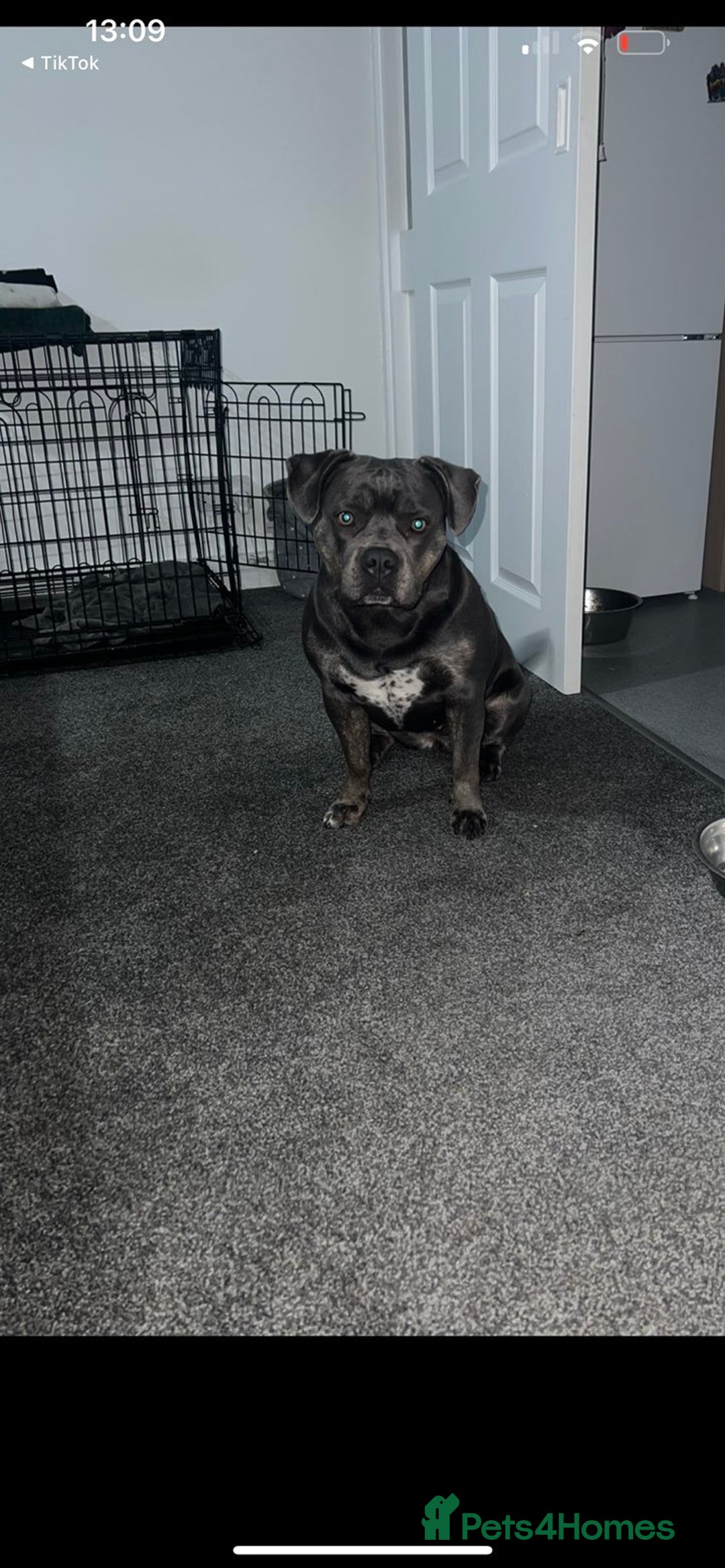 American Bull Staffy dogs for sale: Female staffy - Image 1