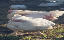 Chickens poultry for sale: Chickens for sale  - Image 1