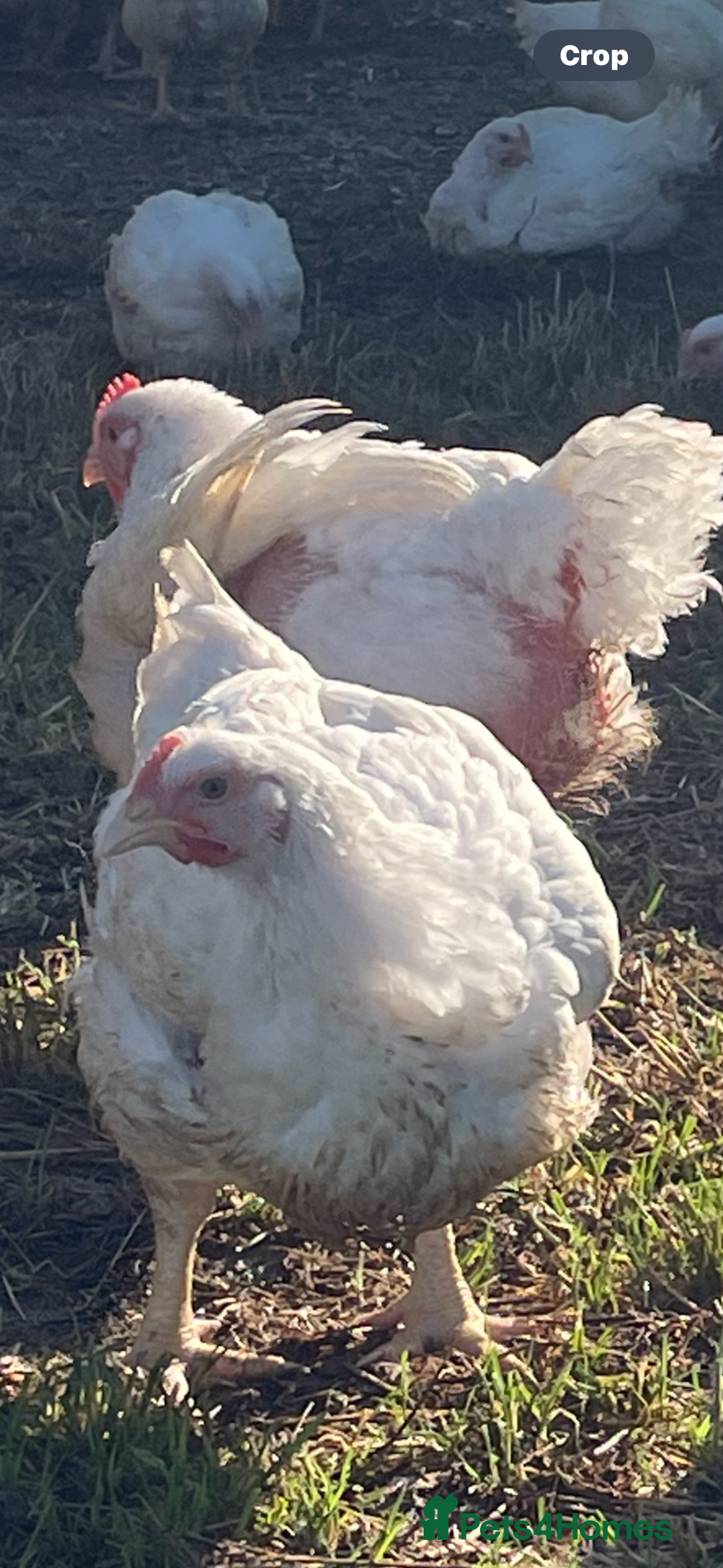 Chickens poultry for sale: Chickens for sale  - Image 1