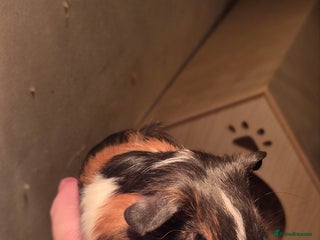 Guinea Pig rodents - Advert 4