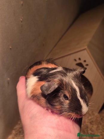 Guinea Pig rodents - Advert 4