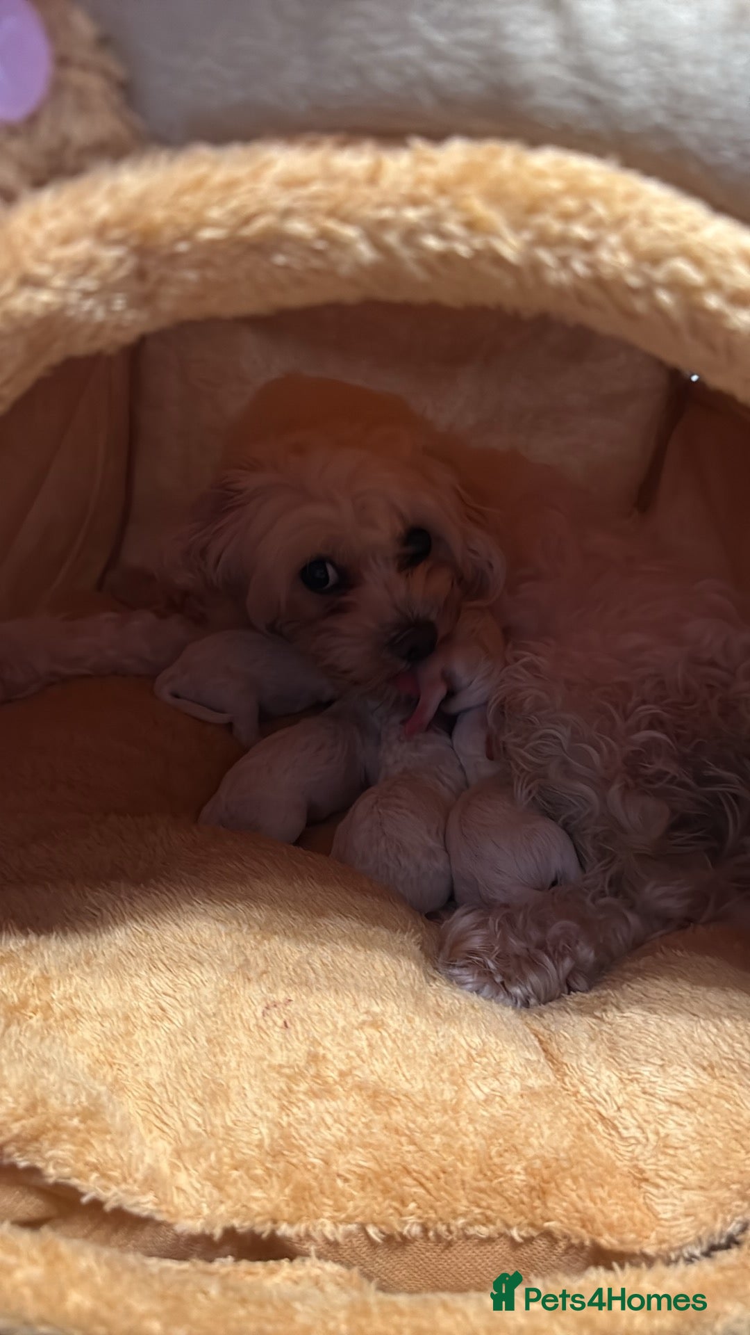 Bichon Frise dogs Adorable Bichon Frisé Puppies lookin for new home - Advert 1