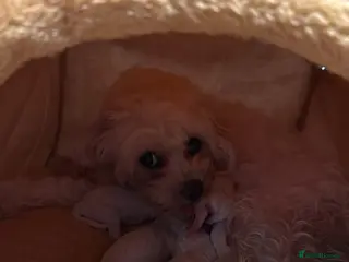 Bichon Frise dogs Adorable Bichon Frisé Puppies lookin for new home - Advert 4