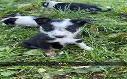 Border Collie dogs for sale: Border collie pups - Image 2