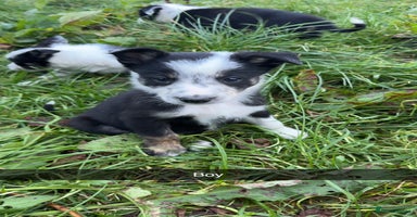 Border Collie dogs - Advert 1