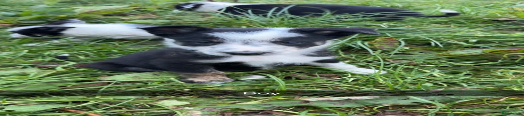 Border Collie Puppy 1