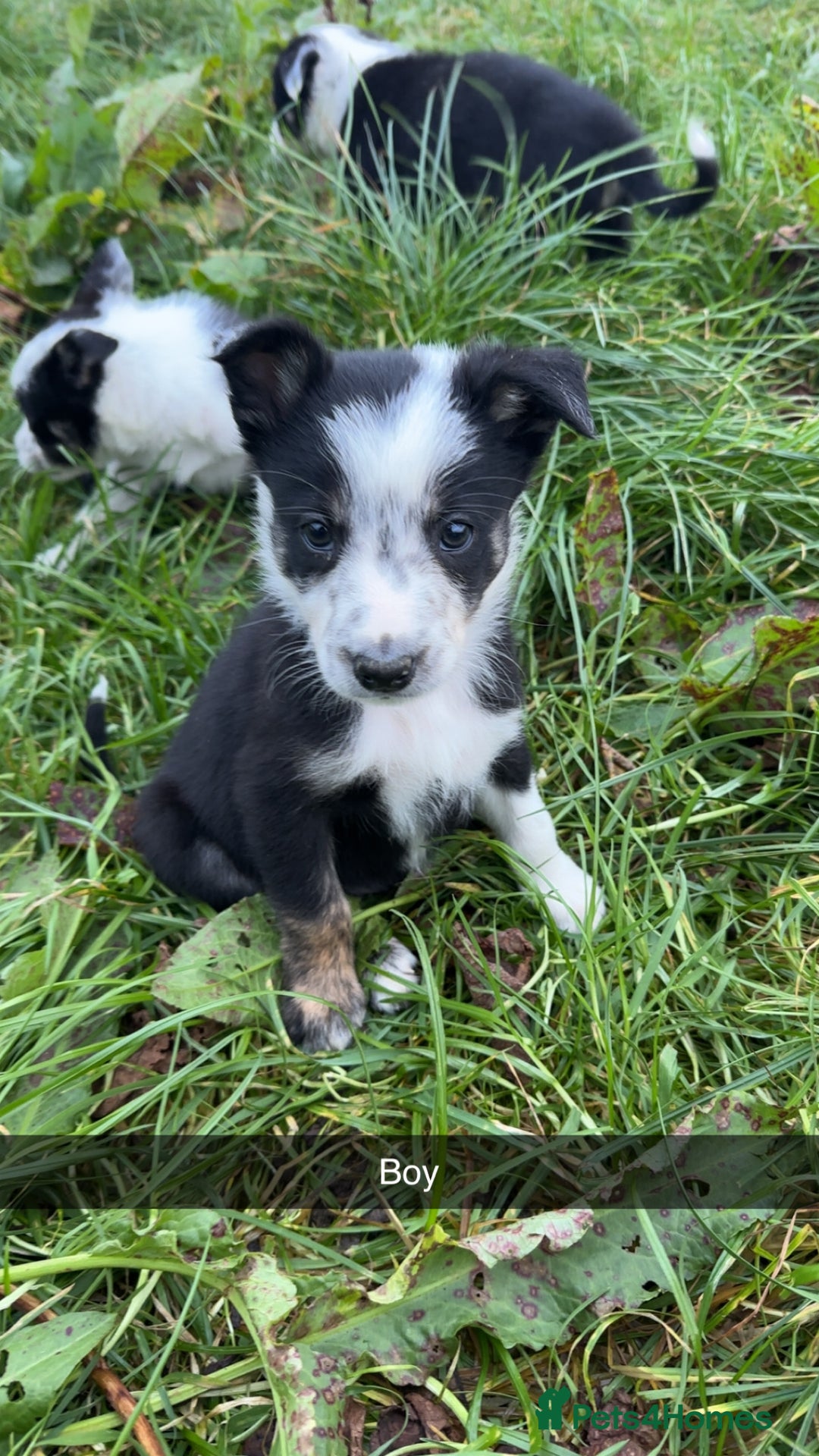 Border Collie dogs for sale: Border collie pups - Image 2