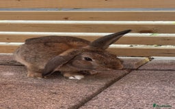 Mixed Breed rabbits for sale: Male rabbit for sale  - Image 2
