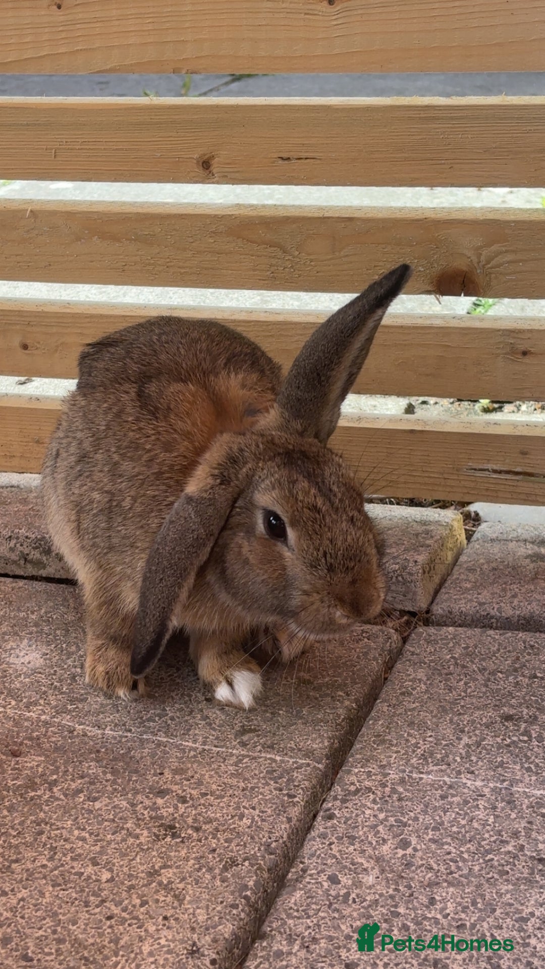 Mixed Breed rabbits for sale: Male rabbit for sale  - Image 2