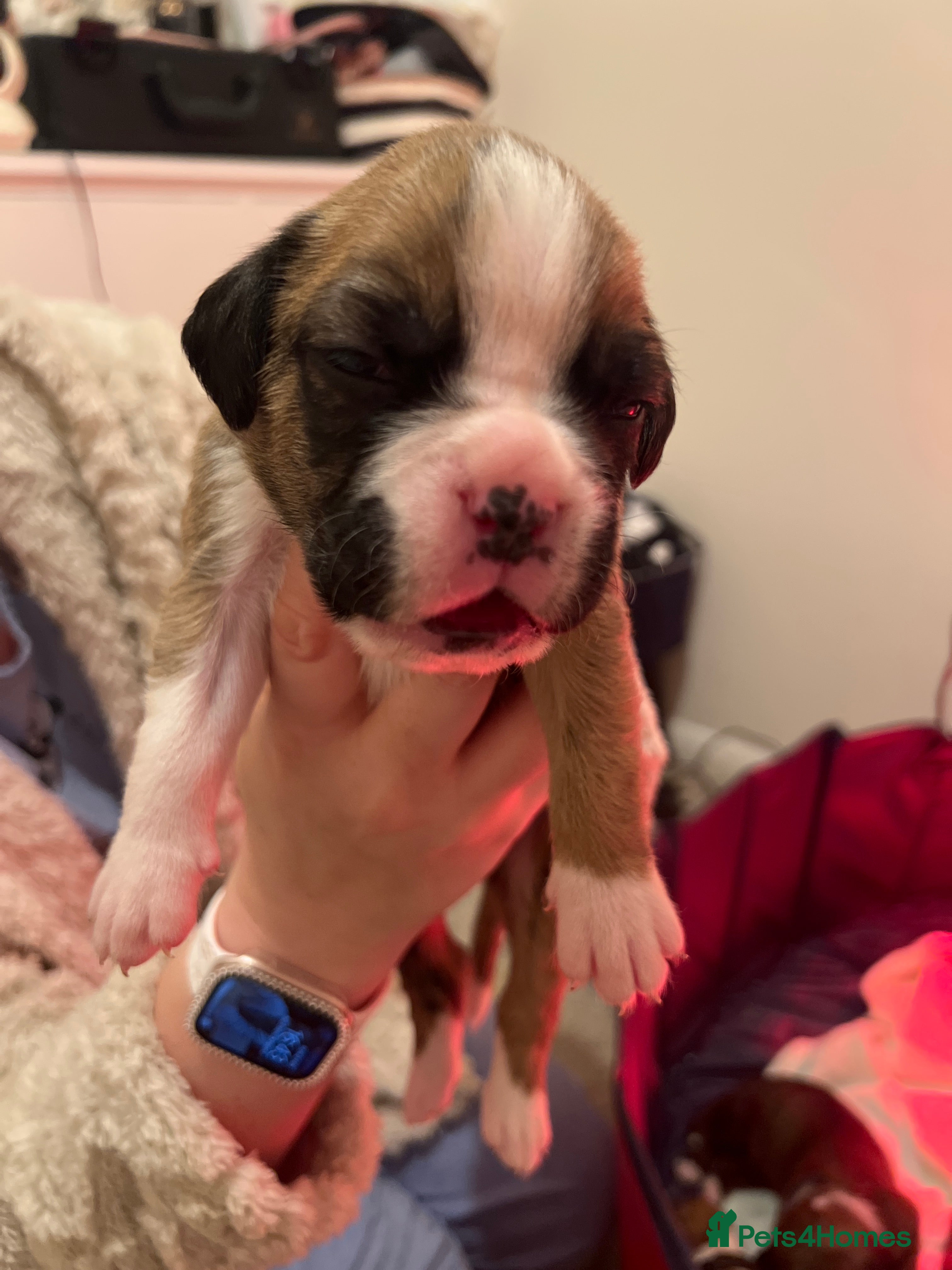 Boxer dogs Amazing boxer puppies  - Advert 2