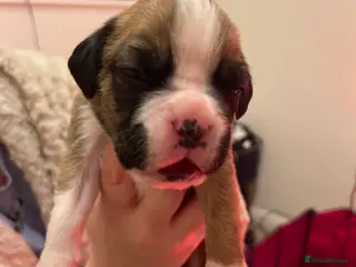 Boxer dogs Amazing boxer puppies - Advert 2