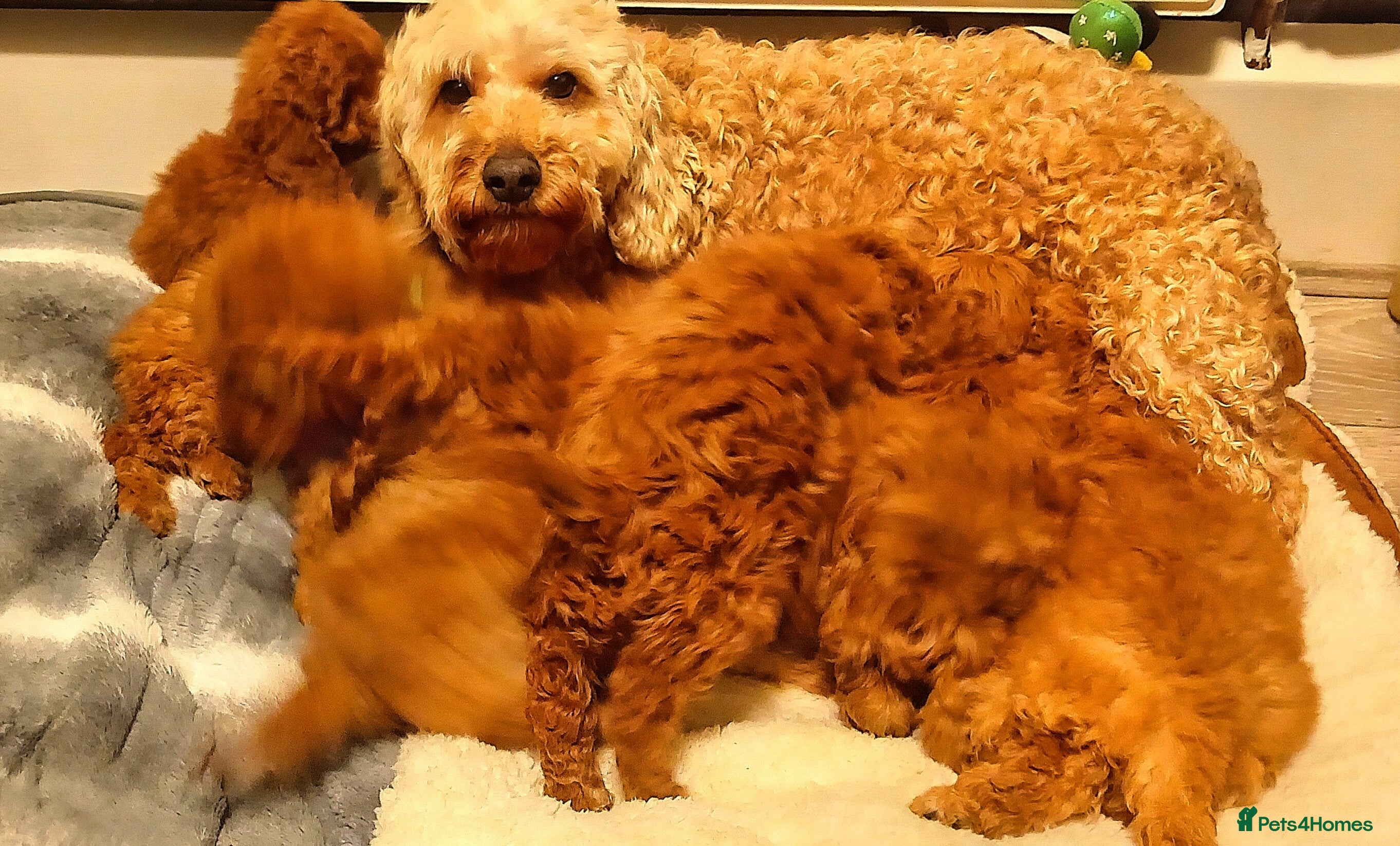 Cockapoo dogs 7 cockapoos for sale  - Advert 1