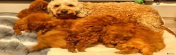 Cockapoo dogs for sale: 7 cockapoos for sale  - Advert 2