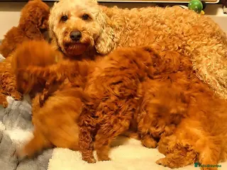 Cockapoo dogs 7 cockapoos for sale - Advert 1