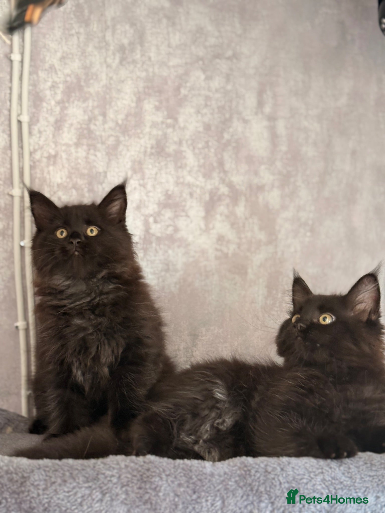 Maine Coon cats 🐈‍⬛ Maine Coon Kittens 2 Girls Left 🐈‍⬛ - Advert 4