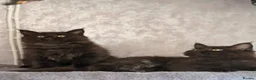 Maine Coon cats for sale: 🐈‍⬛ Maine Coon Kittens 2 Girls Left 🐈‍⬛ - Advert 1