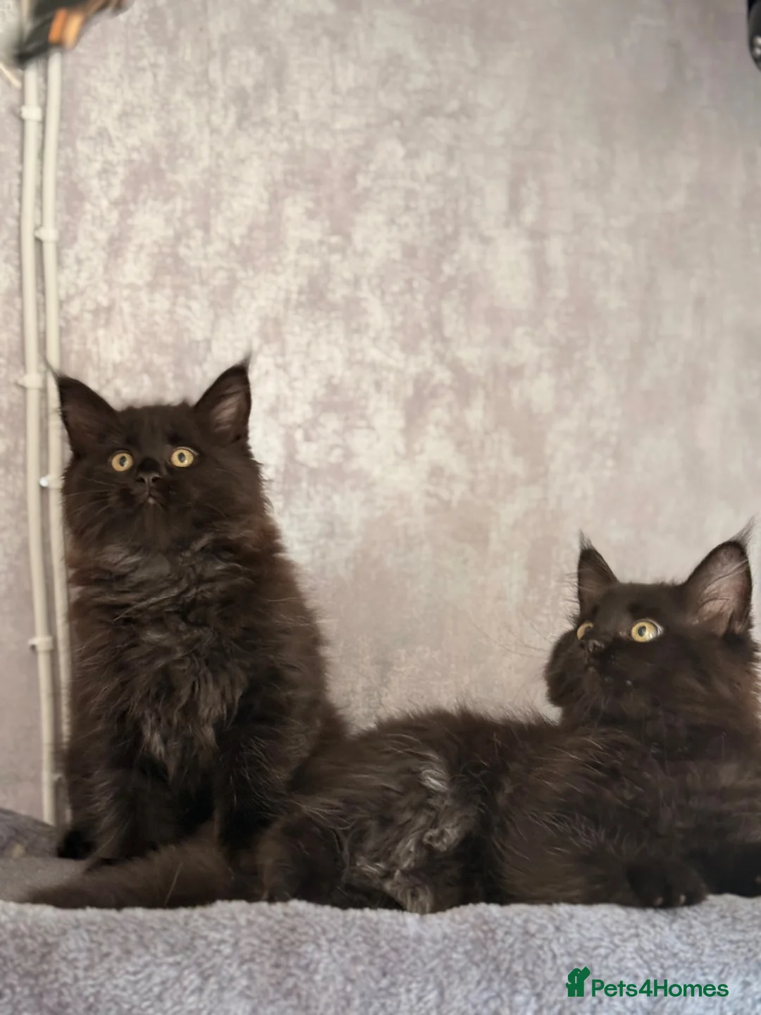 Maine Coon cats for sale: 🐈‍⬛ Maine Coon Kittens 2 Girls Left 🐈‍⬛ - Advert 1